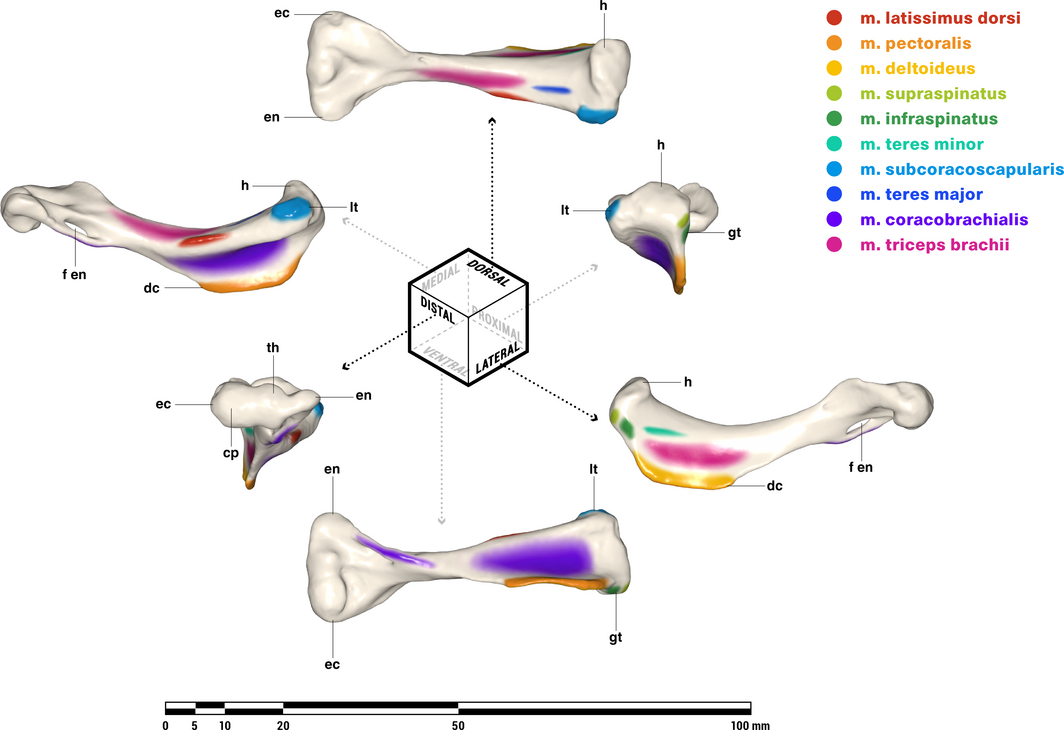 mass_humerus