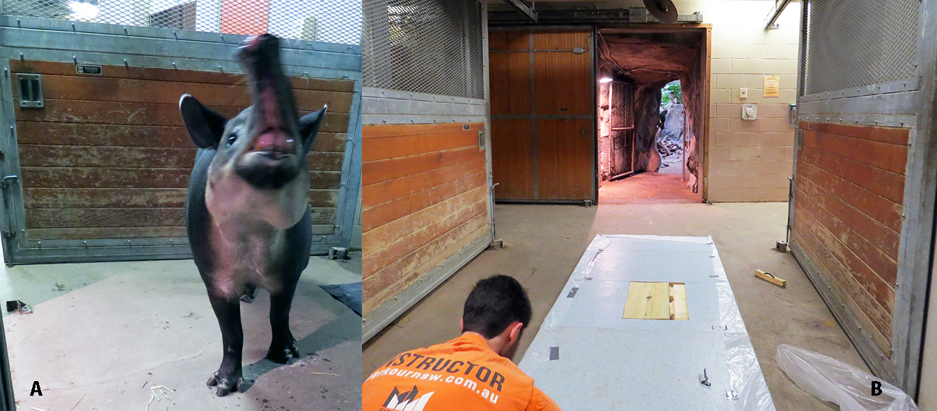Tapir runway setup