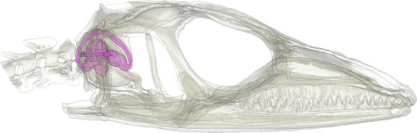 anolis_skull.jpg