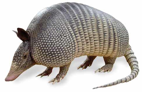 Nine-banded armadillo Dasypus novemcinctus (image downloaded from: http://nikkiskeleton.blogspot.com)