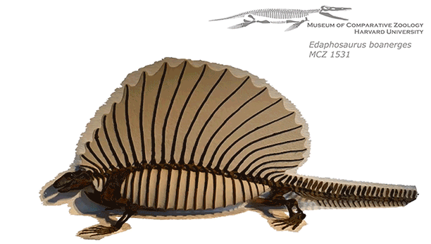Mammal backbone evolution