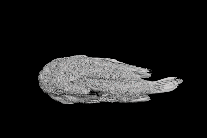 Frogfish_pectoral_fin_PierceLab2019