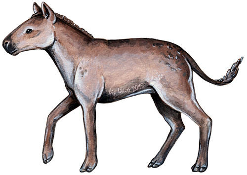 The small-bodied, three-toed fossil horse Miohippus (Artwork by Liz White; used with permission)