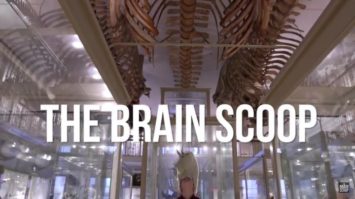 the_brain_scoop_thumbnail_version2.jpg
