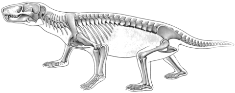 thrinaxodon_jenkins1971